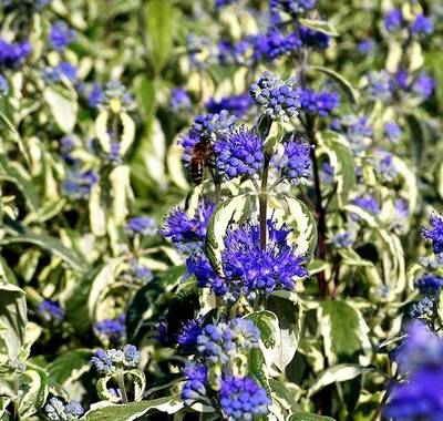 CARYOPTERIS X CLANDWHITE SURPRISE