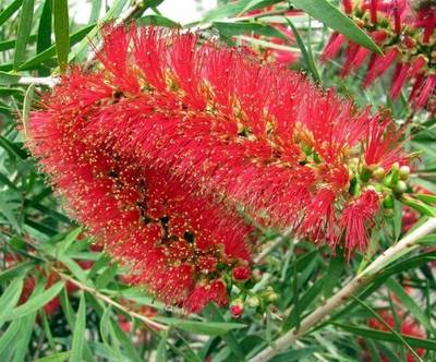 CALLISTEMON CITRLINEARIS