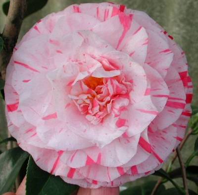 CAMELLIA JAPONICA BONOMIANA