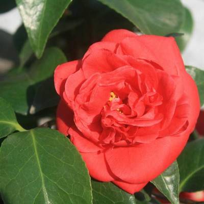 CAMELLIA JAPONICA CHARLES COBB