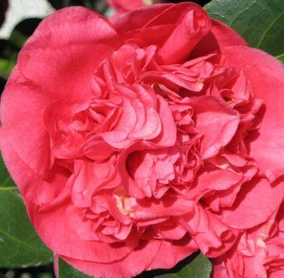 CAMELLIA JAPONICA CHANDLERI ELEGANS