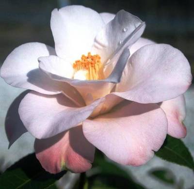 CAMELLIA JAPONICA HAGOROMO