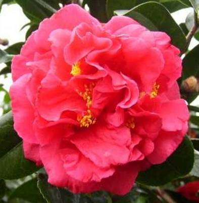 CAMELLIA JAPONICA KRAMERS SUPREME