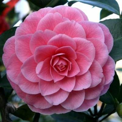 CAMELLIA JAPONICA MRS TINGLEY