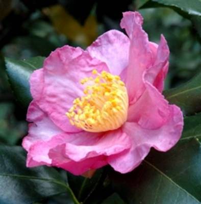 CAMELLIA SASANQUA CLEOPATRA