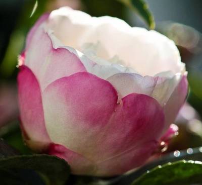 CAMELLIA SASANQUA HIMEBOTAN