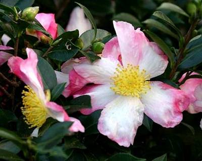 CAMELLIA SASANQUA HINO DE GUMO
