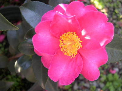CAMELLIA SASANQUA HIRYU