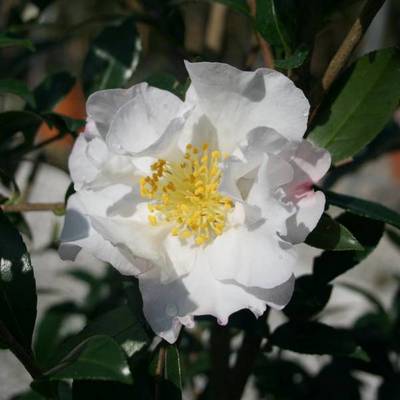 CAMELLIA SASANQUA IMMACOLATA