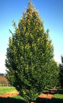 CARPINUS BETULUS BEECKMAN