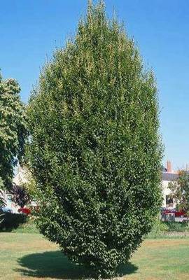 CARPINUS BETULUS FRANS FONTAINE