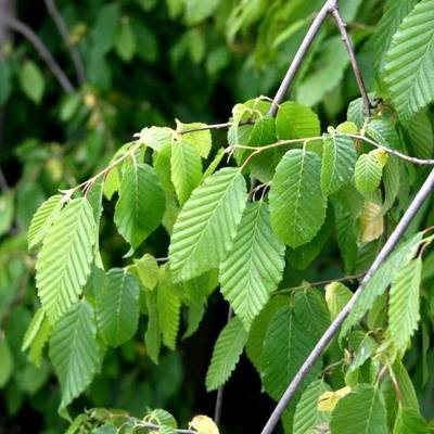 CARPINUS BETULUS PENDULA
