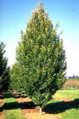 CARPINUS BETULUS PYRAMIDALIS