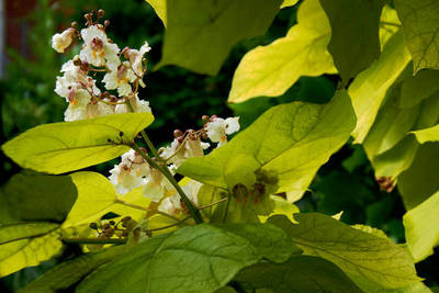 CATALPA BIGNONIOIDES AUREA