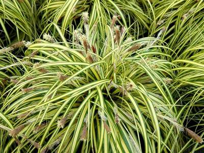 CAREX OSHIMENSIS EVERGOLD