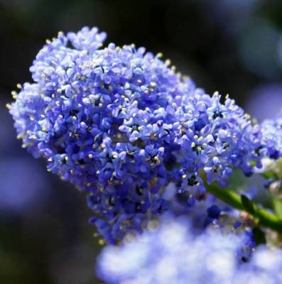 CEANOTHUS ARBOREUS TREWITHEN BLUE