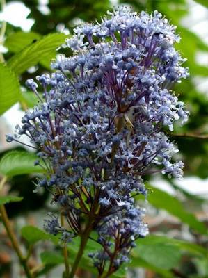 CEANOTHUS GLOIRE DE VERSAILLES