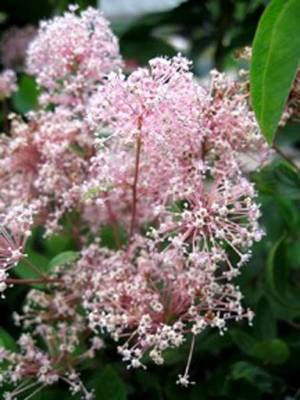 CEANOTHUS MARIE SIMON