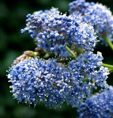 CEANOTHUS THYRSIFLORUS REPENS