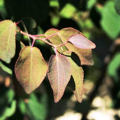 CERCIDIPHYLLUM JAPONICUM ROTFUCHS