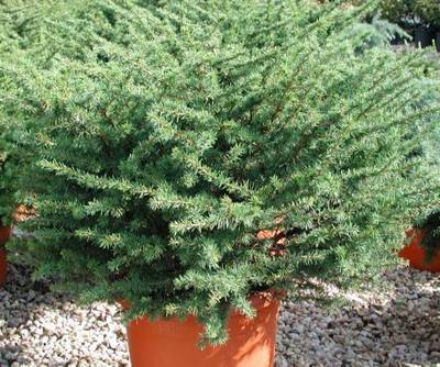CEDRUS ATLANTICA COMPACTA