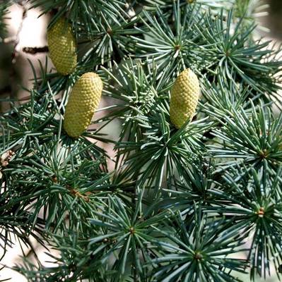 CEDRUS ATLANTICA GLAUCA