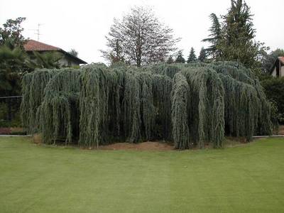 CEDRUS ATLGLAUCA PENDULA INNIN TESTA
