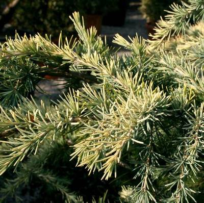 CEDRUS DEODARA AUREA