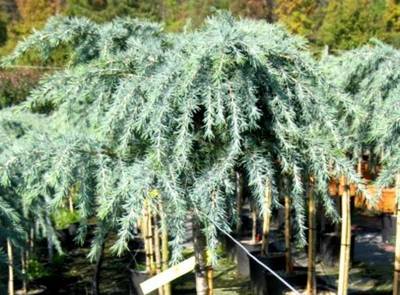 CEDRUS DEODARA FEELING BLUE