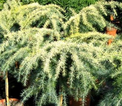 CEDRUS DEODARA GOLDEN HORIZON