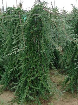 CEDRUS DEODARA PENDULA