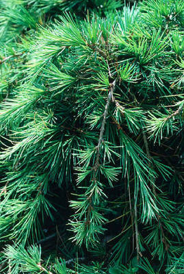 CEDRUS LIBANI SARGENTII PENDULA