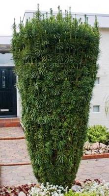 CEPHALOTAXUS HARRINGTONII FASTIGIATA