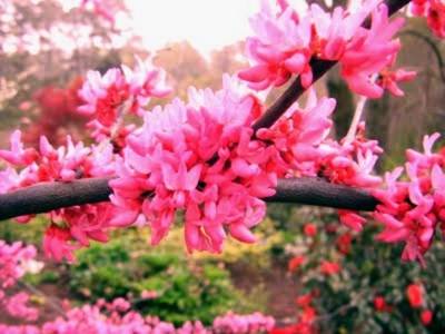 CERCIS CANADENSIS APPALACHIA RED