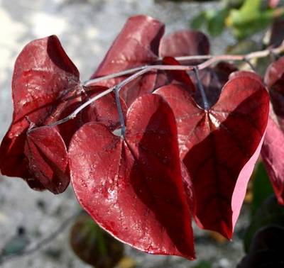 CERCIS CANADENSIS FOREST PANSY