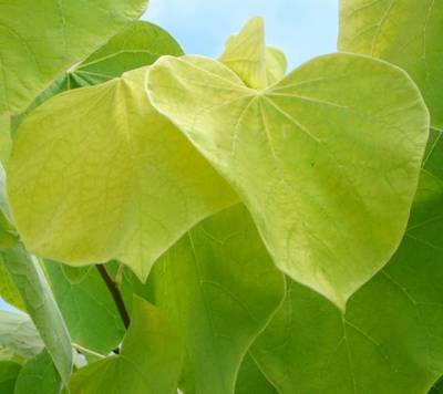 CERCIS CANADENSIS HEARTS OF GOLD