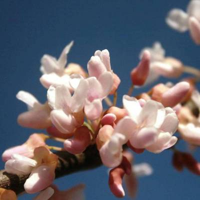 CERCIS CANADENSIS PAULINE LILY