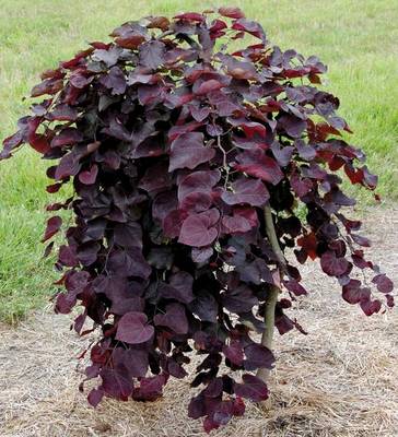 CERCIS CANADENSIS RUBY FALLS