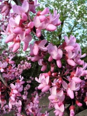 CERCIS CANADENSIS TENNESSEE PINK