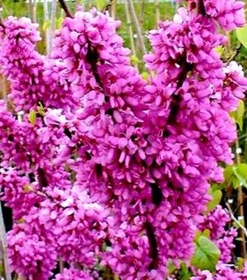 CERCIS CHINENSIS AVONDALE