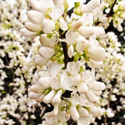CERCIS CHINENSIS SHIROBANA