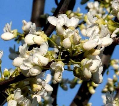 CERCIS SILIQUASTRUM ALBA