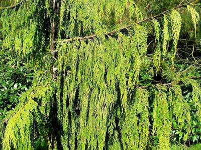 CHAMAECYPARIS NOOTKATENSIS PENDULA