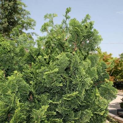 CHAMAECYPARIS OBTUSA NANA GRACILIS
