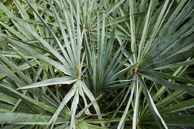 CHAMAEROPS HUMILIS CERIFERA