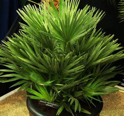 CHAMAEROPS HUMILIS VULCANO