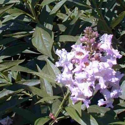 CHITALPA TASHKENTENSIS SUMMER BELLS