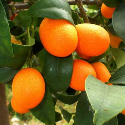 CITRUS FORTUNELLA MARGARITA KUMQUAT