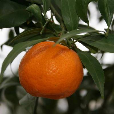 CITRUS X NOBILIS MANDARINO
