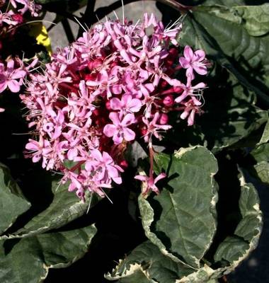 CLERODENDRUM BUNGEI PINK DIAMOND